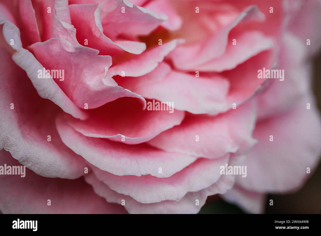 Delicati petali rosa rosa in un morbido effetto macro Foto Stock