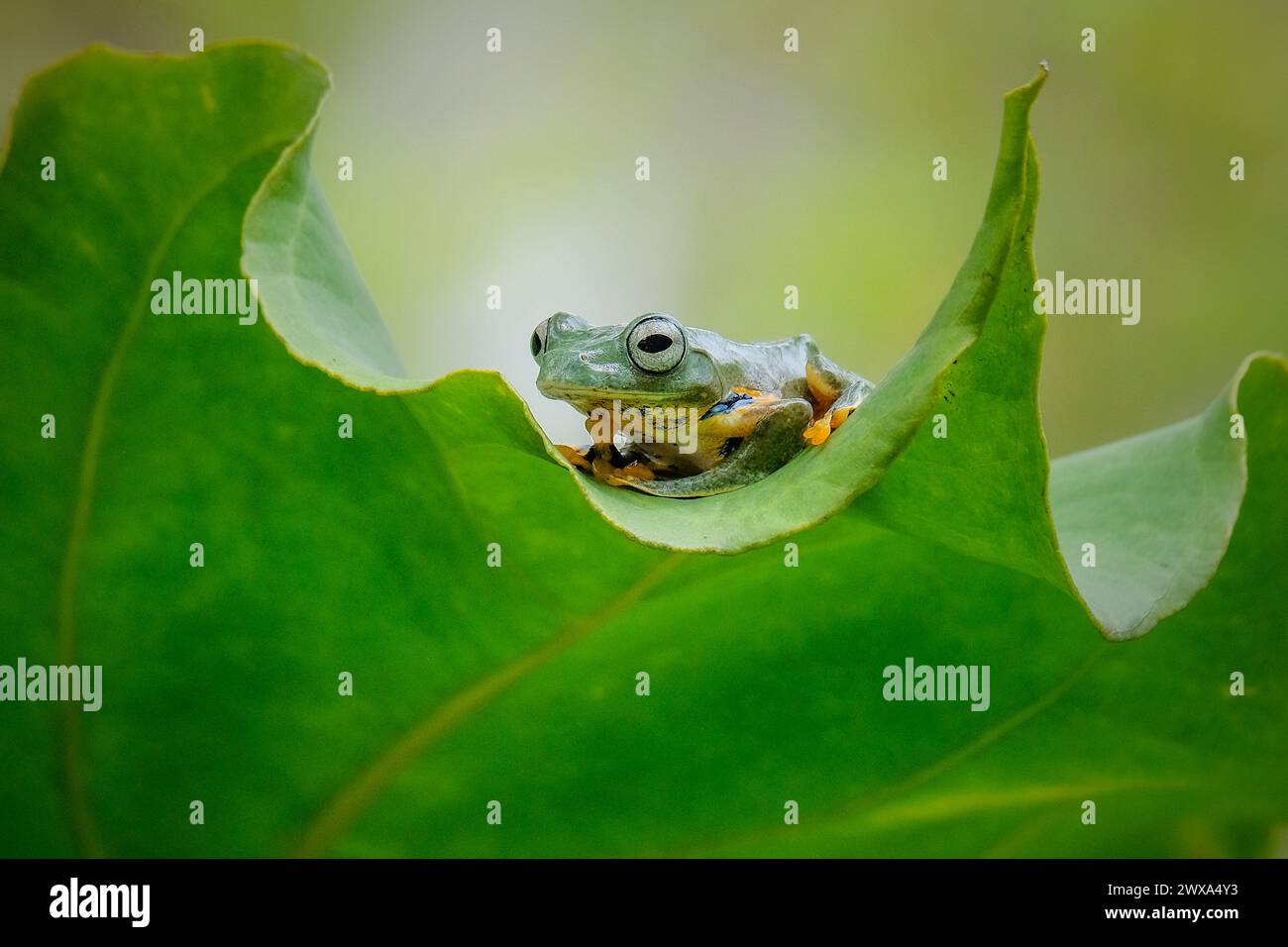 Ranocchio verde sulla foglia Foto Stock