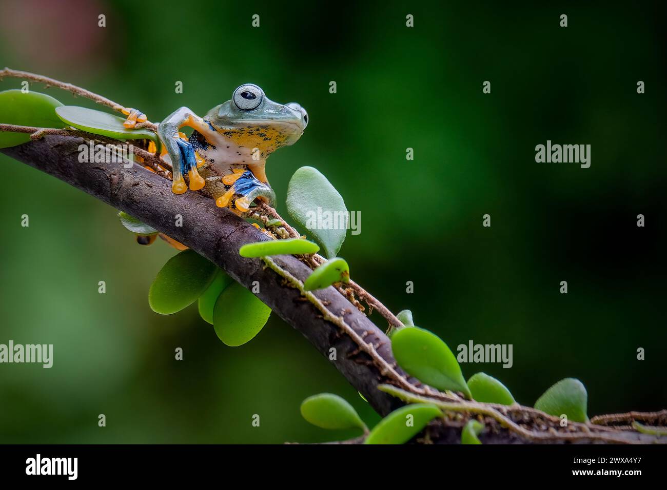 Ranocchio verde sulla foglia Foto Stock