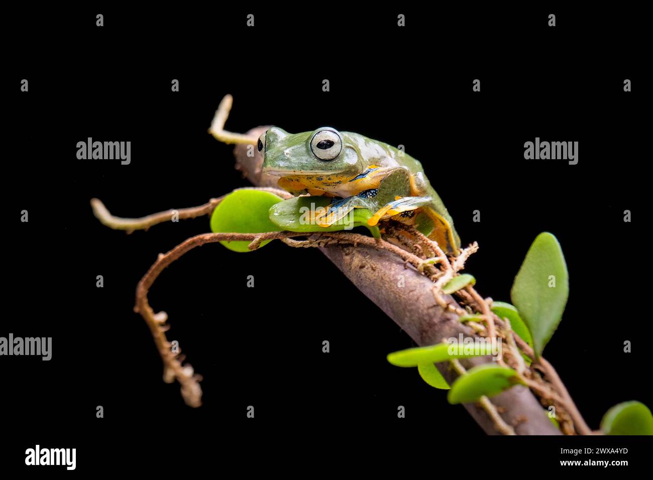 Ranocchio verde sulla foglia Foto Stock