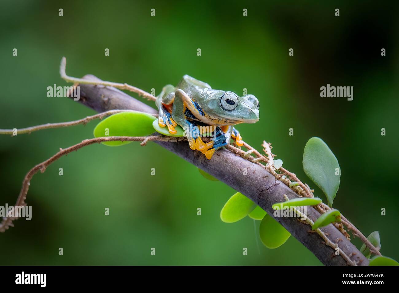 Ranocchio verde sulla foglia Foto Stock