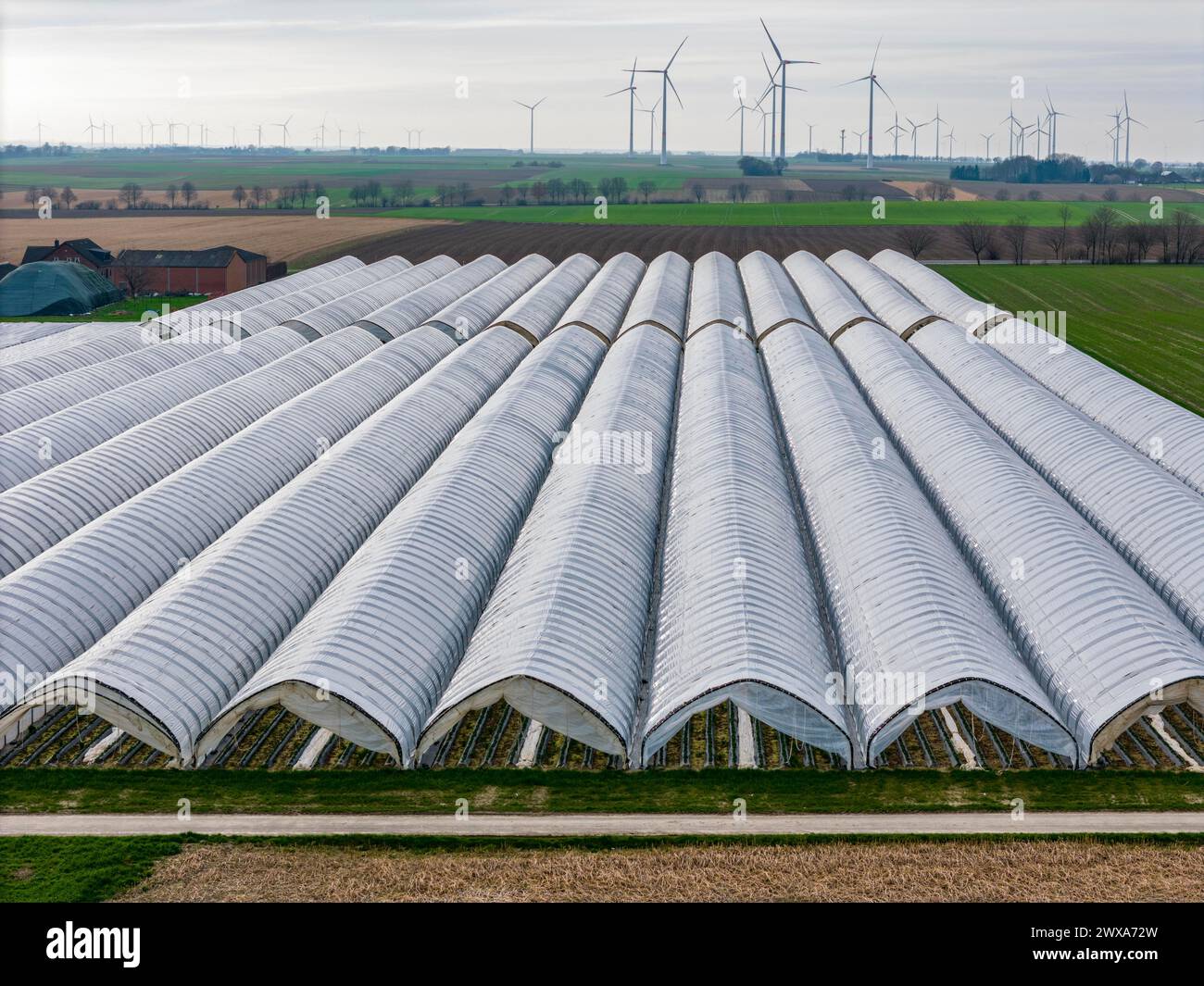 Coltivazione di fragole in campo aperto in serra di lamina, giovani piante di fragole in crescita, vicino a Erkelenz Renania, NRW, Germania Foto Stock