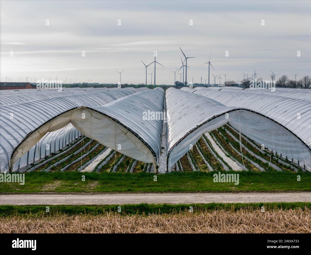 Coltivazione di fragole in campo aperto in serra di lamina, giovani piante di fragole in crescita, vicino a Erkelenz Renania, NRW, Germania Foto Stock