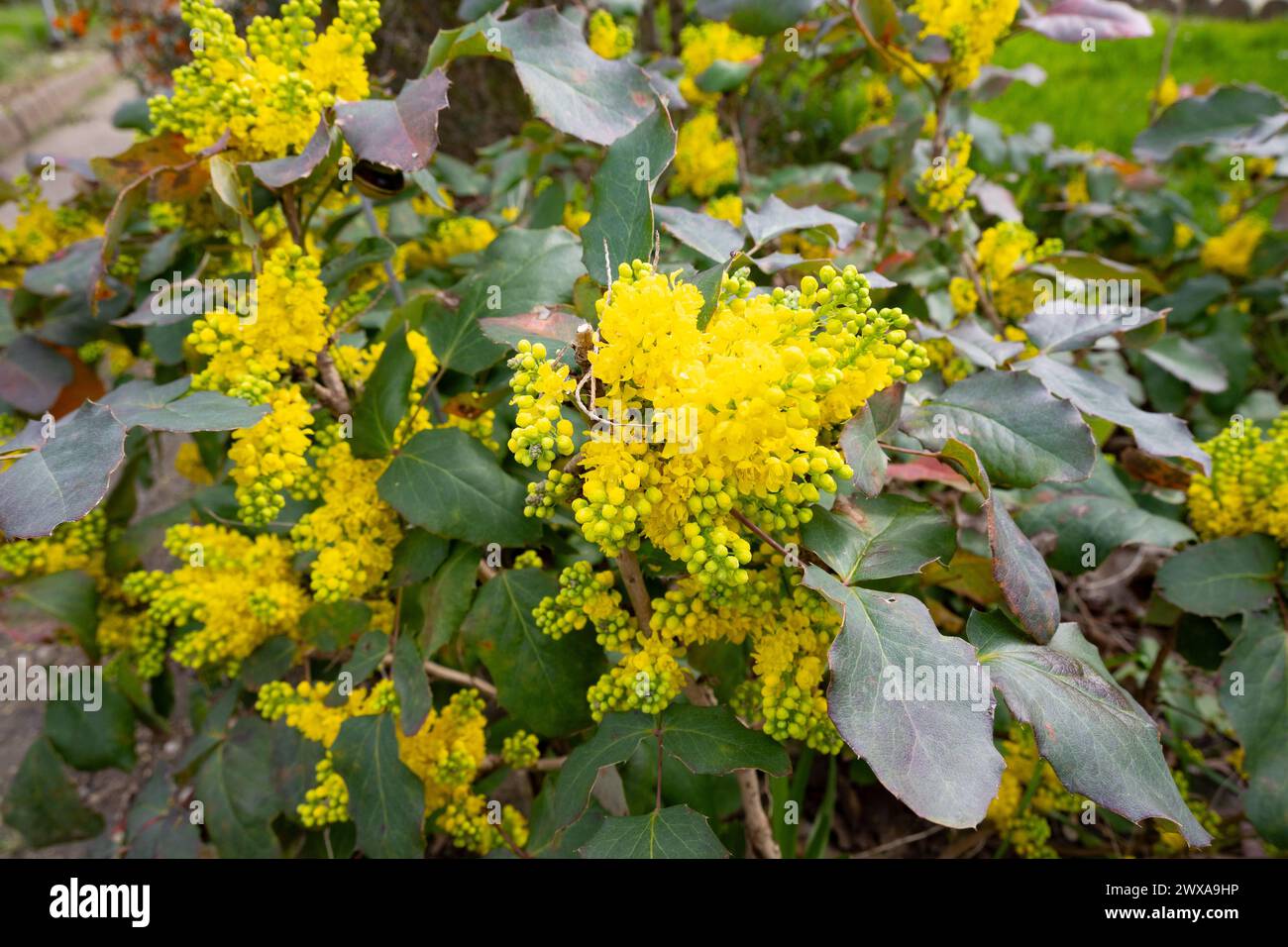 Il Berberis aquifolium, l'uva dell'Oregon o Barberry con foglie di holly, è una specie di pianta in fiore della famiglia delle Berberidaceae. Foto Stock