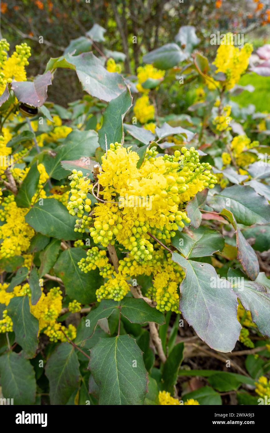 Il Berberis aquifolium, l'uva dell'Oregon o Barberry con foglie di holly, è una specie di pianta in fiore della famiglia delle Berberidaceae. Foto Stock