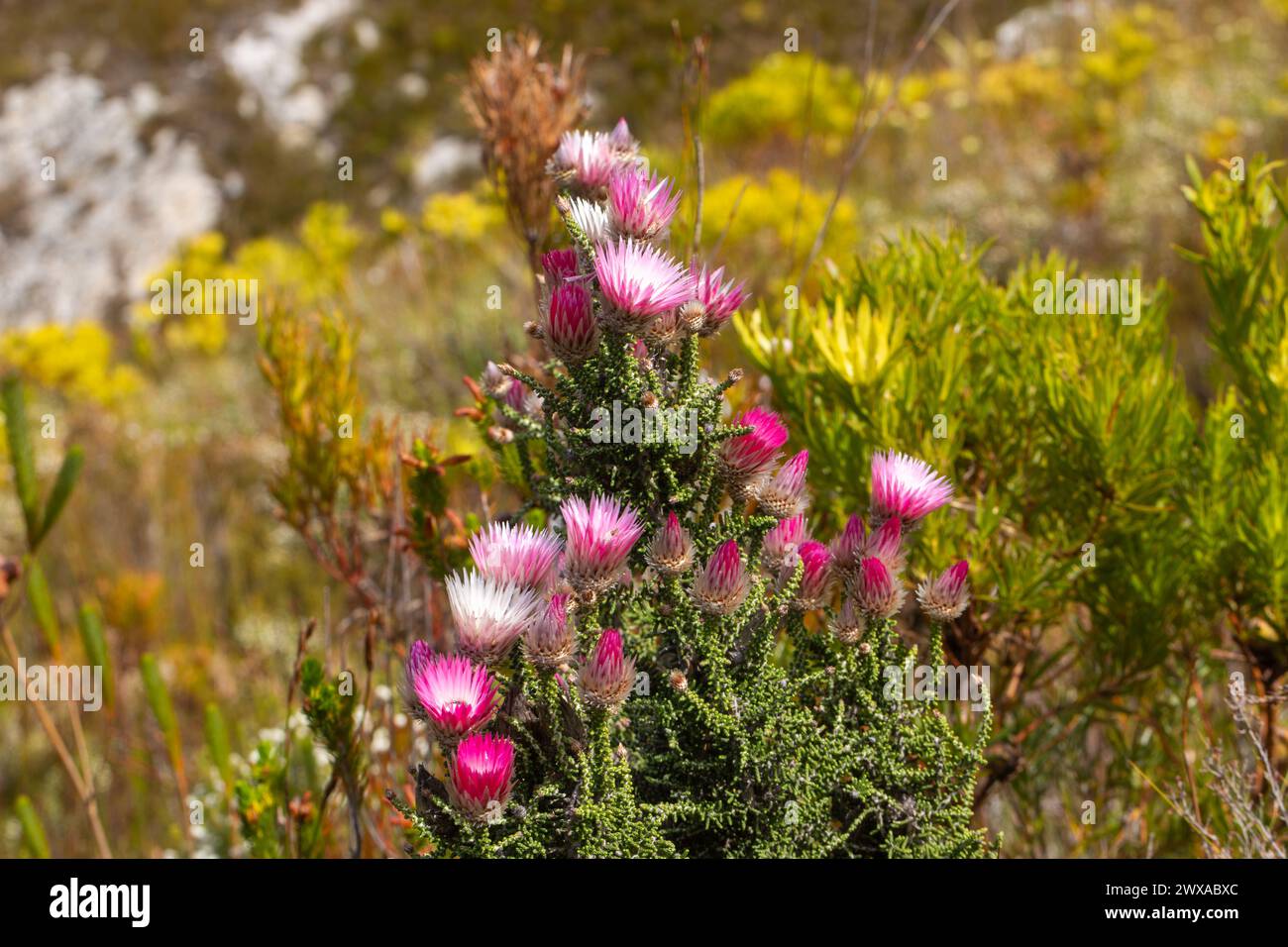 Cape Strawflower (Phaenocoma prolifera) in habitat naturale vicino a Hermanus nel Capo occidentale del Sudafrica Foto Stock