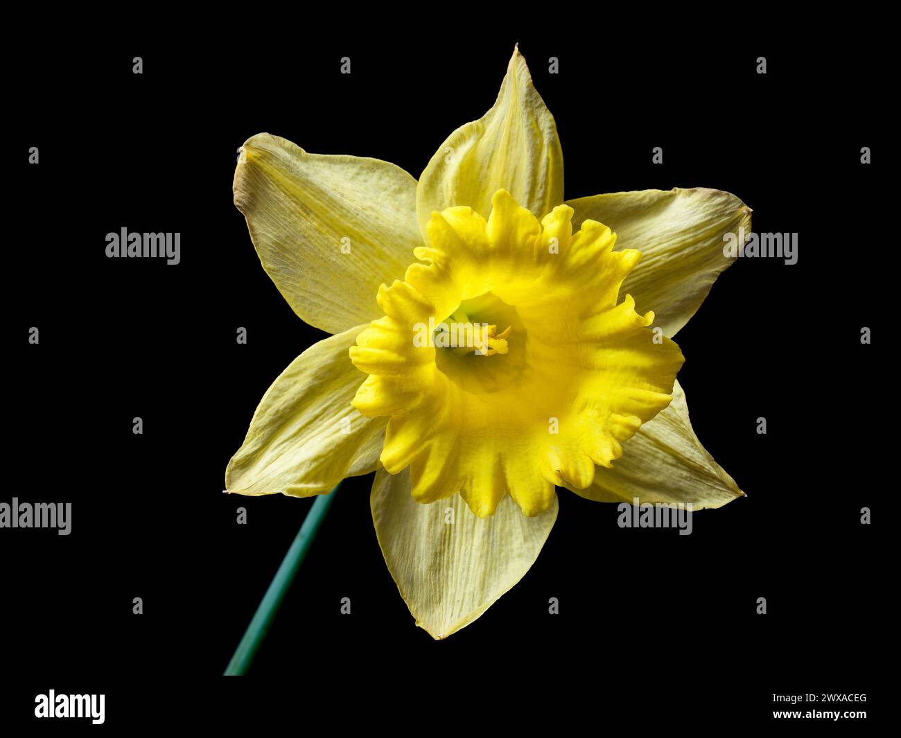Primo piano di un narciso in fiore. I petali di giallo pallido e la brillante corona si distinguono per il nero, rivelando dettagli botanici ed eleganza floreale. Foto Stock