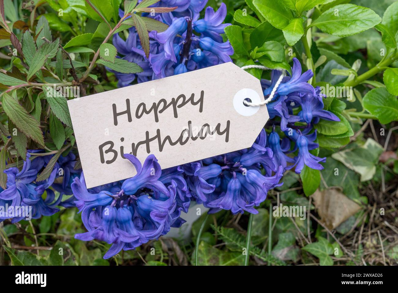 Bouquet di giacinti blu e biglietto con testo in inglese: Buon compleanno Foto Stock