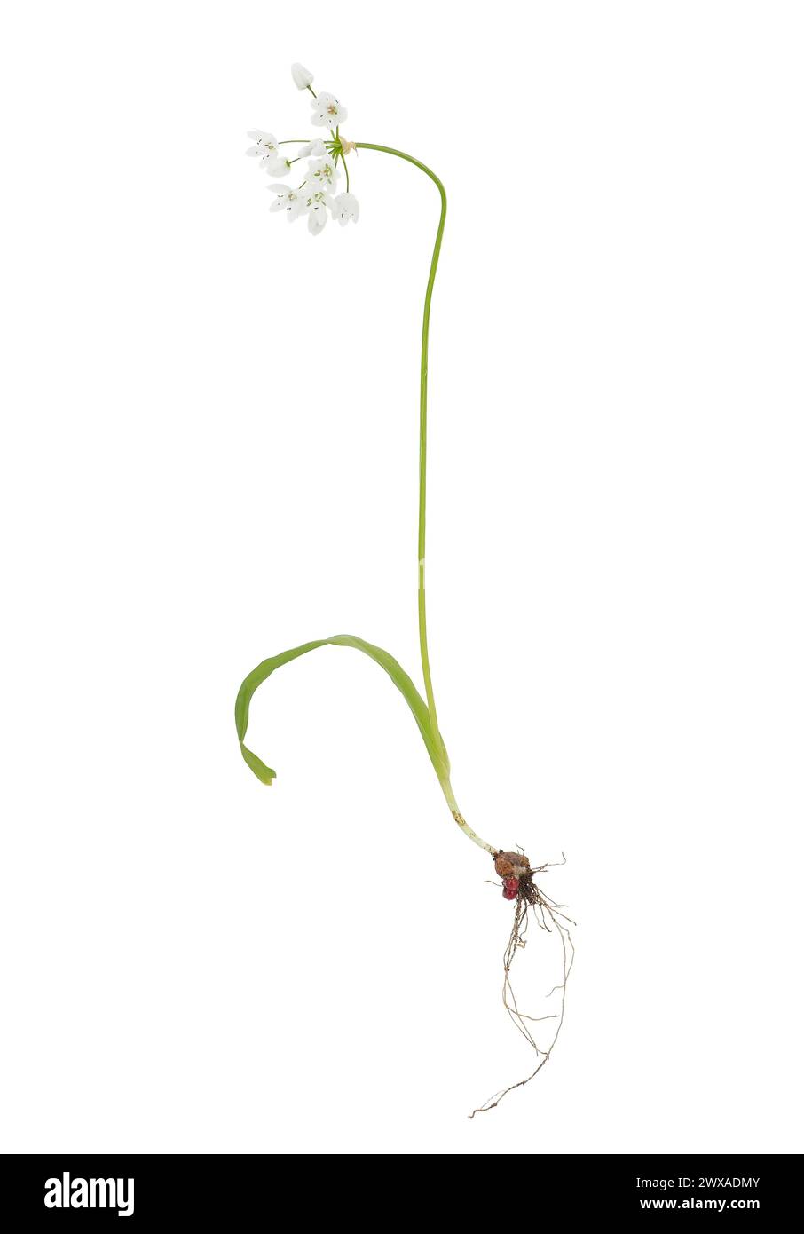 Pianta d'aglio bianca isolata su sfondo bianco, Allium neapolitanum Foto Stock