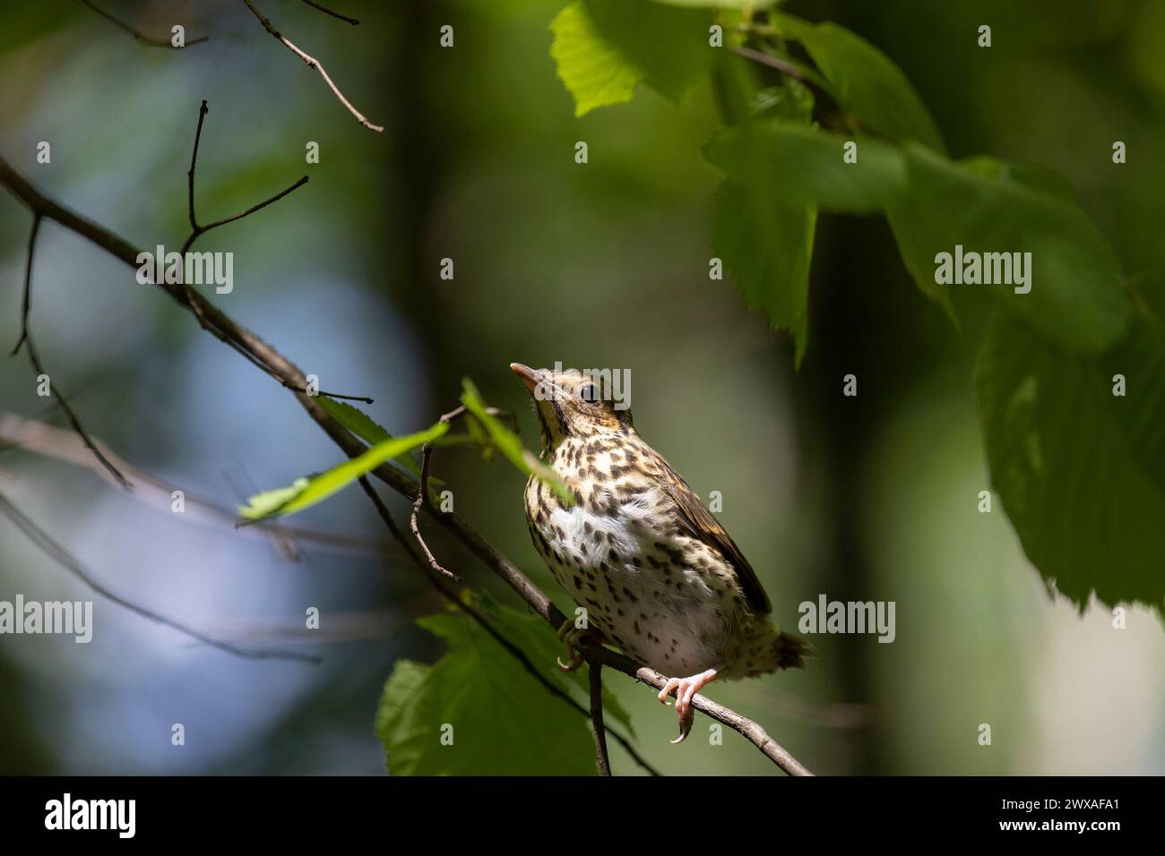 Ragazza del Fieldfare seduta su un ramo d'albero Foto Stock