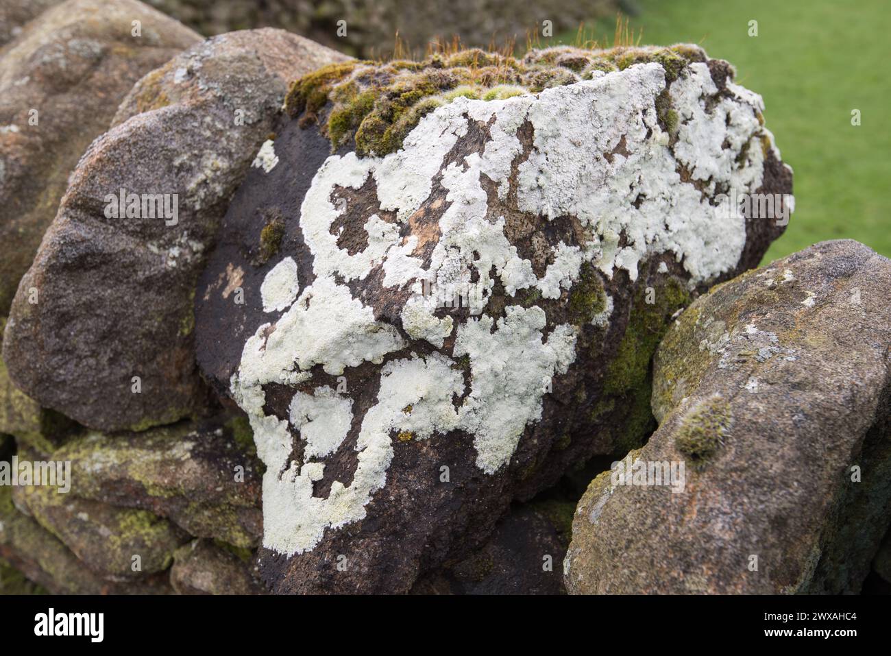 Motivi di licheni bianchi e grigi su un muro di pietra secca a Long Preston, North Yorkshire. Foto Stock