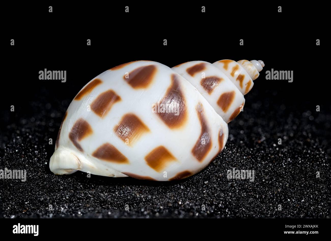 Babylonia Areolata conchiglia su uno sfondo di sabbia nera da vicino Foto Stock