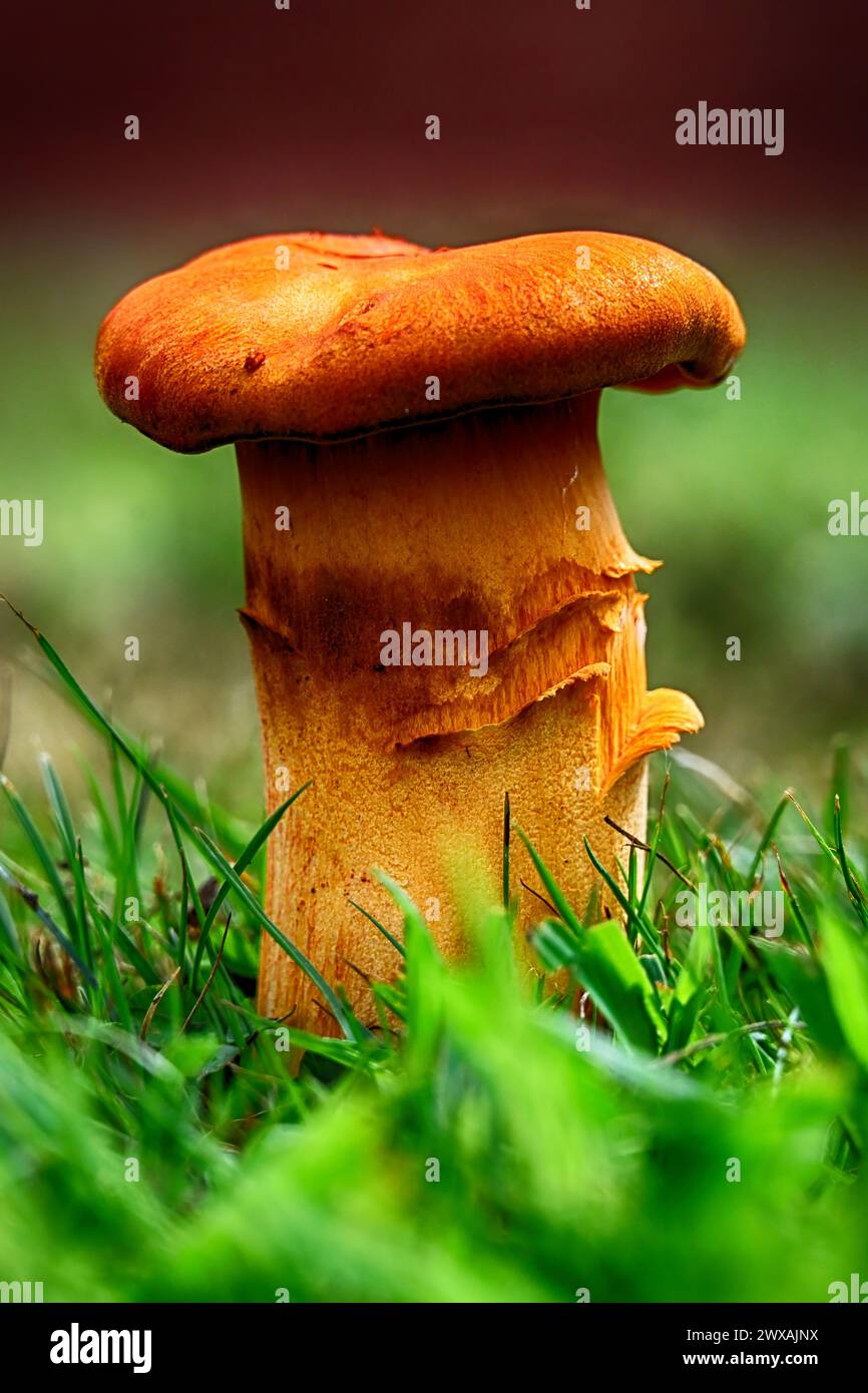 Un fungo in un giorno d'autunno in Pennsylvania Foto Stock