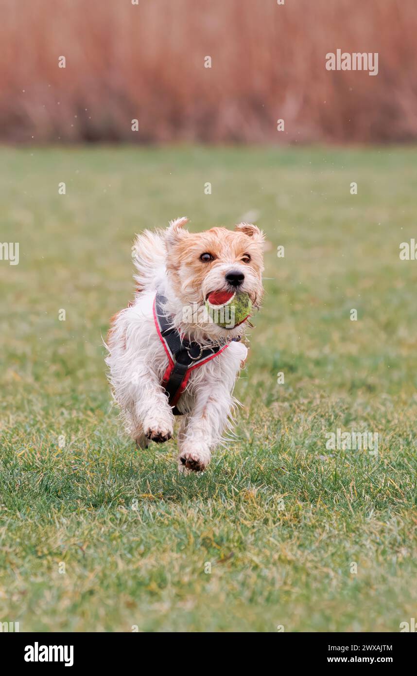 Giocare a palla con il cane, Jack russel terrier Arusha Foto Stock