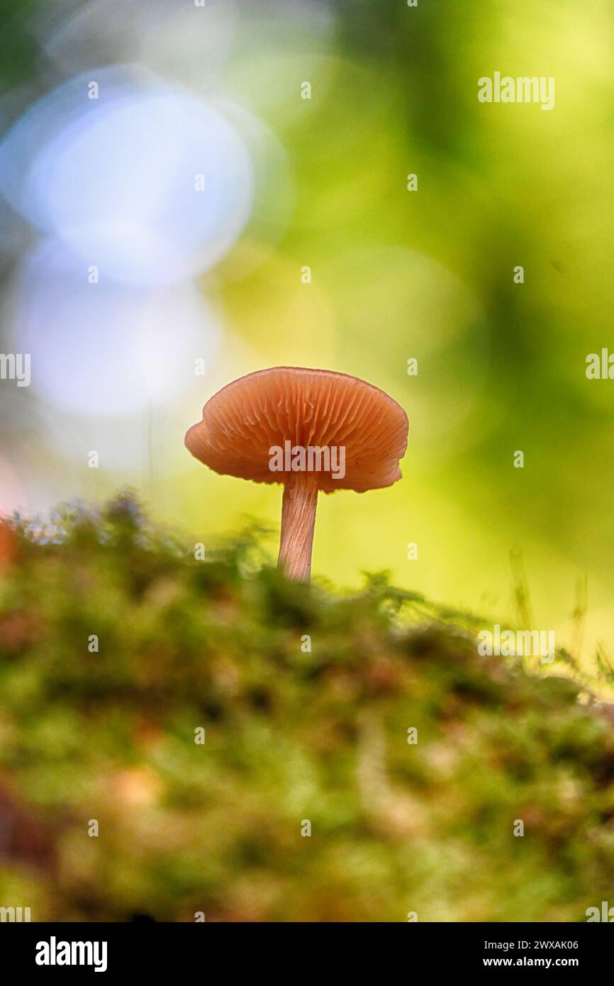 Un fungo in un giorno d'autunno in Pennsylvania Foto Stock