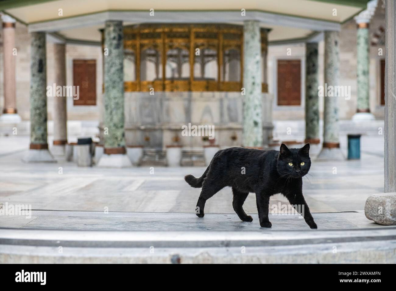 Un gatto nero randagio in una moschea di Istanbul, Turchia, città dei gatti Foto Stock