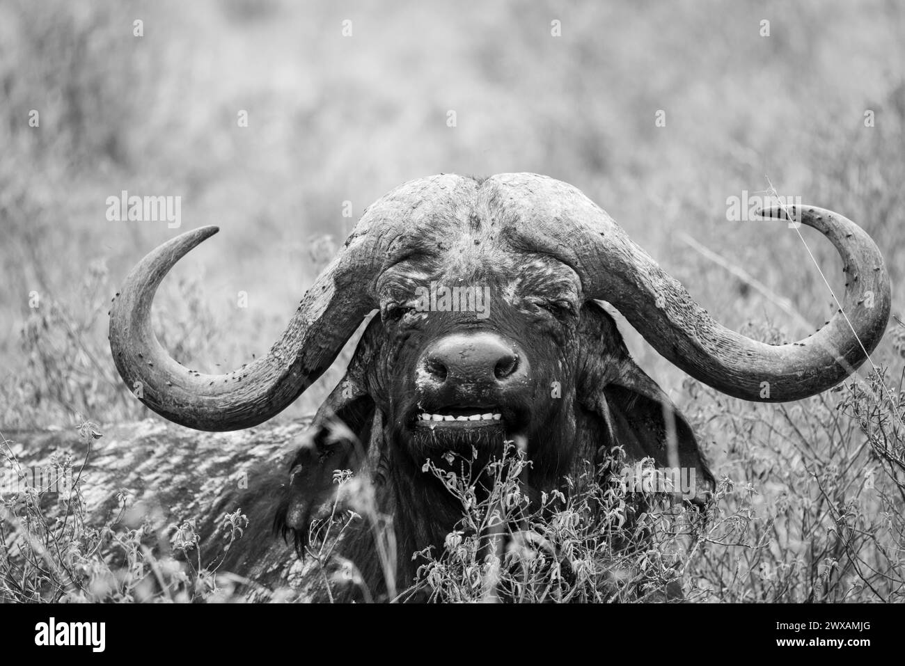 Bufalo africano nella savana keniota Foto Stock