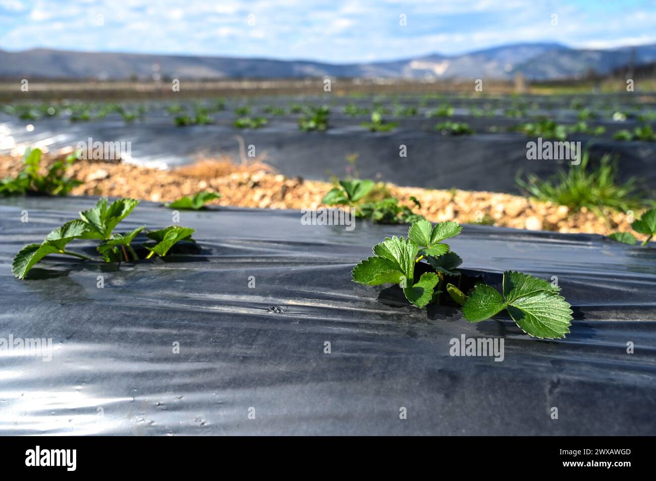 Piantagione di fragole in nylon. Fragole di campo in primavera. Fragola che cresce sotto fogli di plastica neri. Agricoltura. Foto Stock