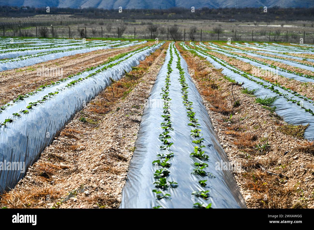 Piantagione di fragole in nylon. Fragole di campo in primavera. Fragola che cresce sotto fogli di plastica neri. Agricoltura. Foto Stock