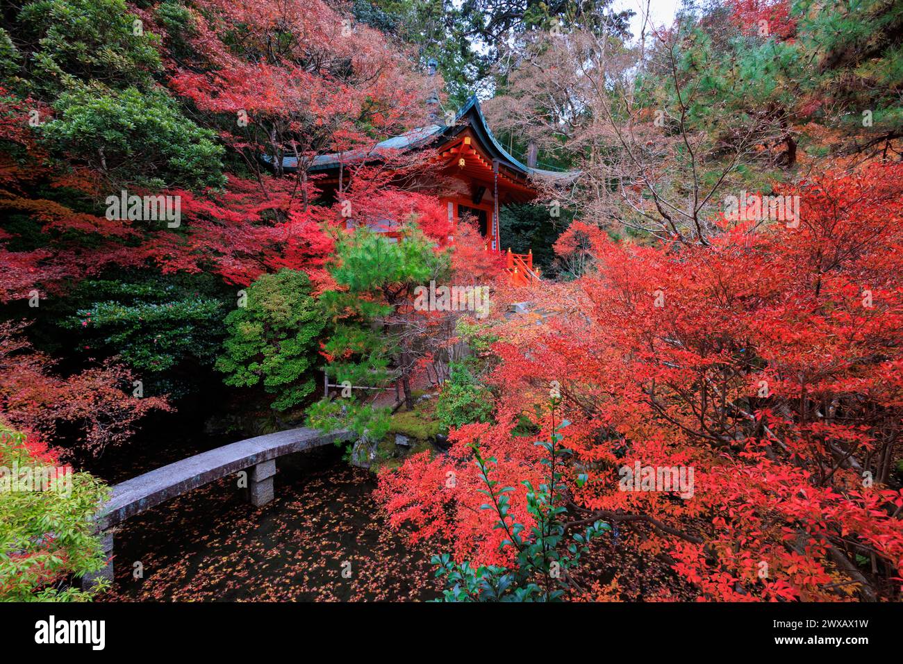 Vivace fogliame rosso autunnale al tempio di Bishamondo, Kyoto, Giappone. Foto Stock