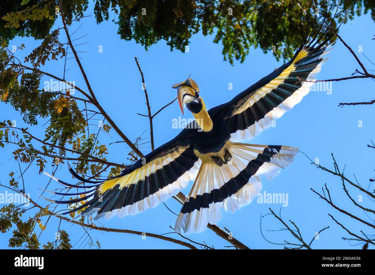 Grande carpino che vola tra i rami degli alberi, Langkawi, Malesia Foto Stock