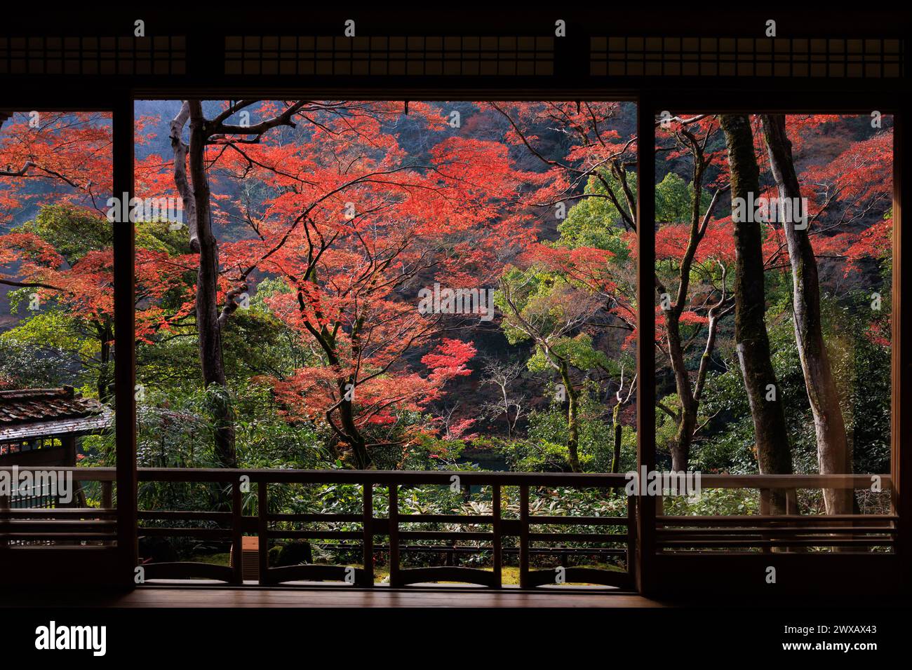 Vivace fogliame rosso autunnale ad Arashiyama, Kyoto, Giappone Foto Stock