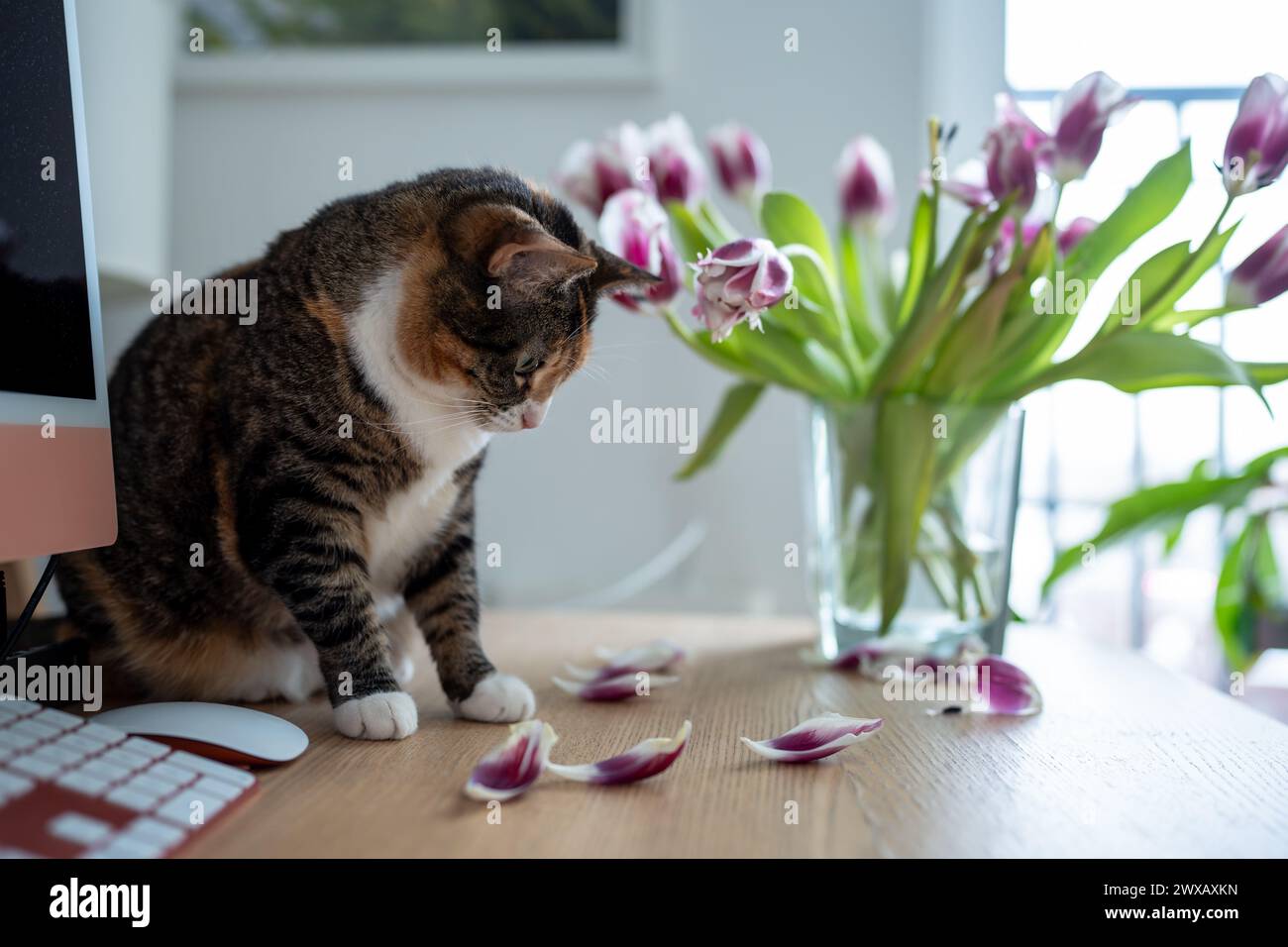 Gatto domestico che gioca con i fiori di tulipani in vaso a casa annusando la pianta di degustazione. Foto Stock