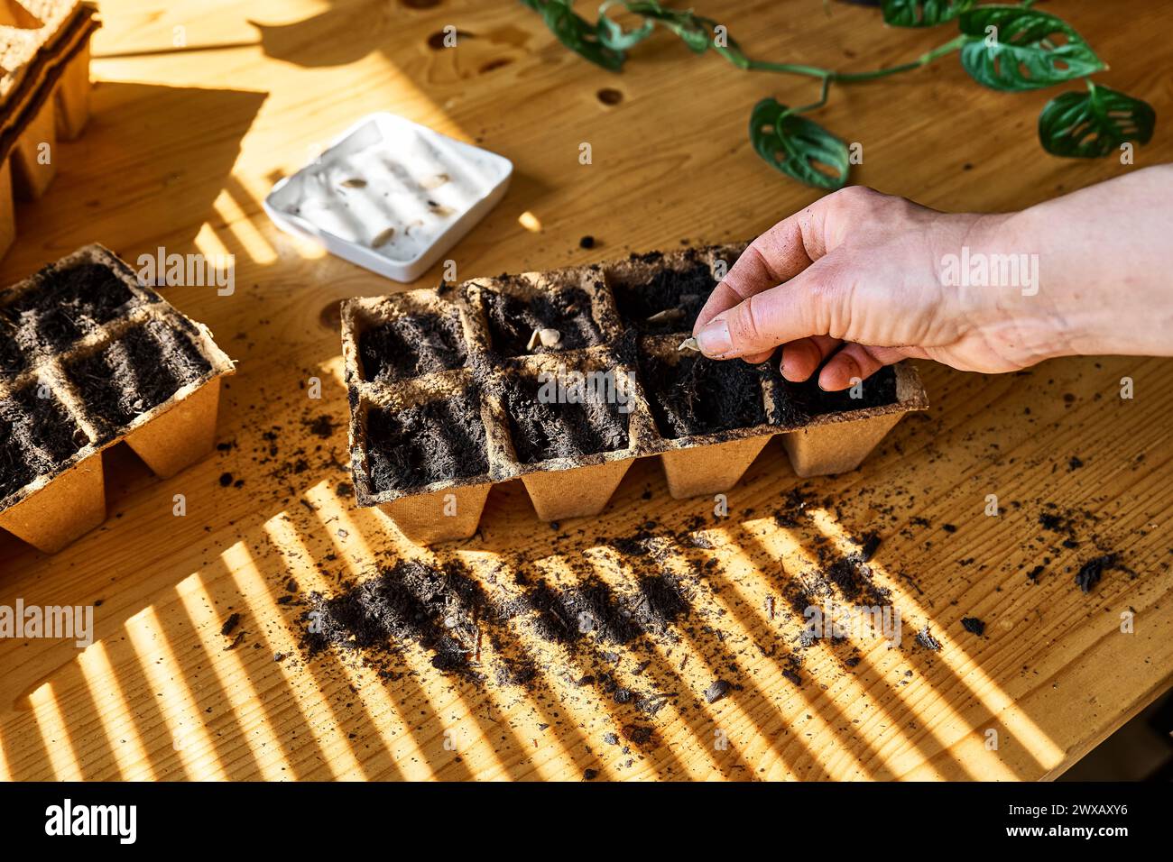 Donna irriconoscibile che semina semi germinati in una pentola di torba biodegradabile riempita di terreno nero. Piantagione e semina stagionali. Coltivazione di aziende agricole biologiche p Foto Stock