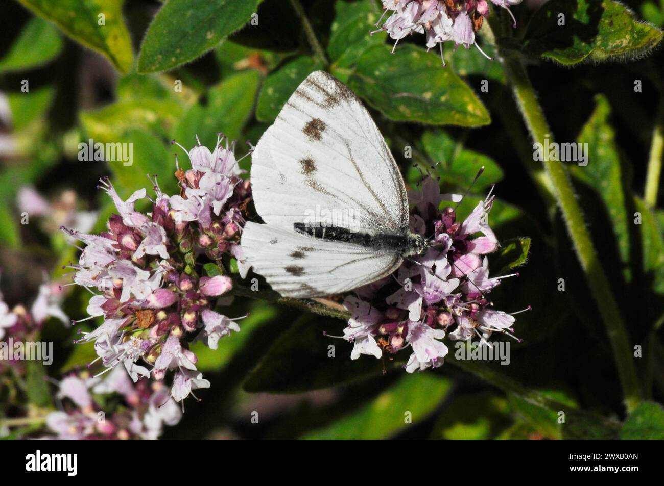 Farfalla bianca "Pieris napi" con venatura verde sui fiori di Marjoram a metà estate in un giardino del Somerset. Foto Stock