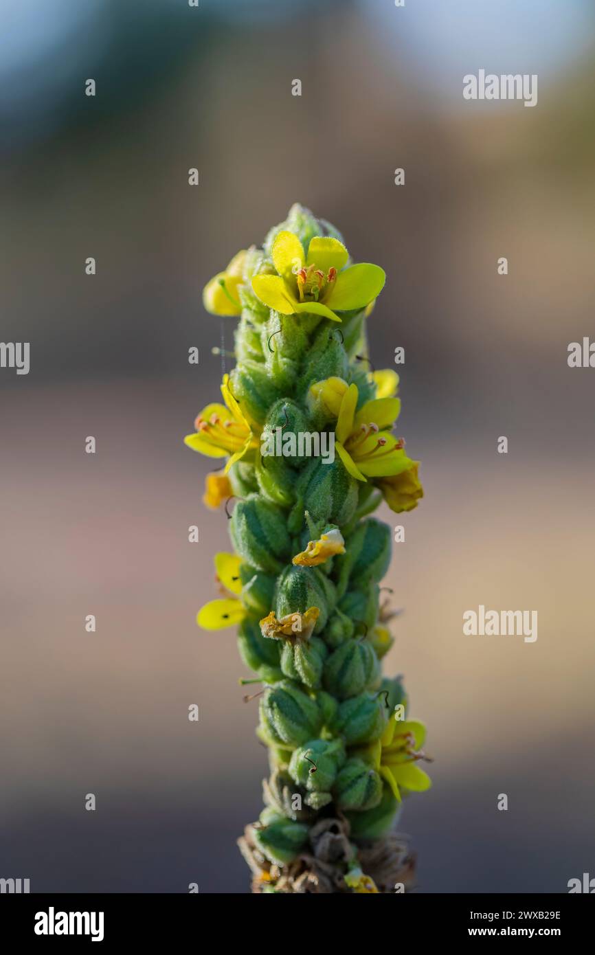 Mullein comune, Verbascum thapsus, fioritura nel Bandelier National Monument, New Mexico, USA Foto Stock