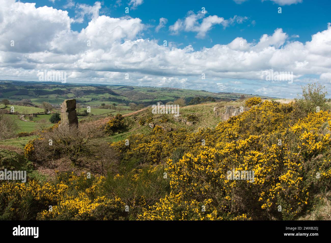 Alport Hights in primavera. Magnifica esposizione di Gorse. Foto Stock