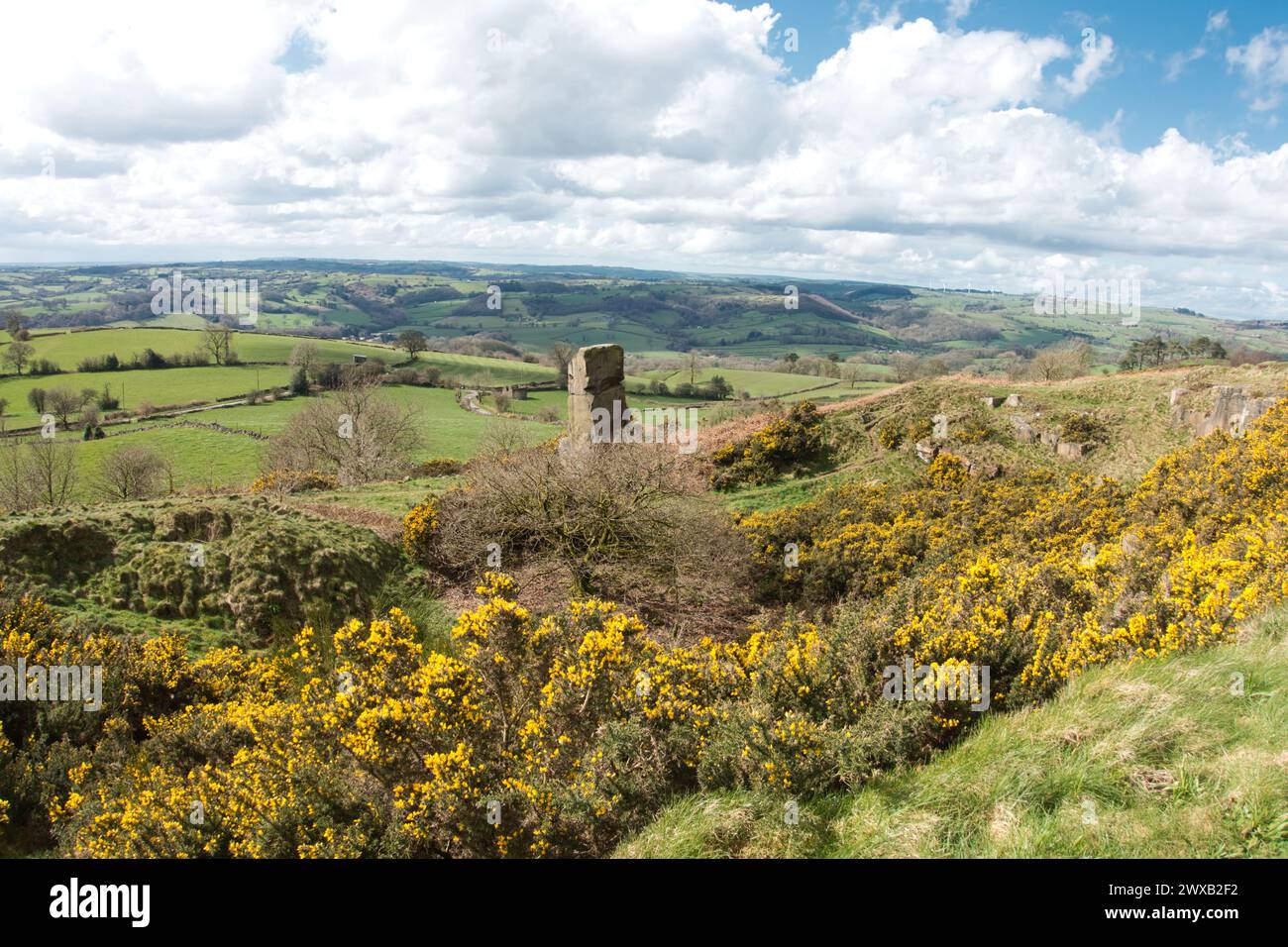 Alport Hights in primavera. Magnifica esposizione di Gorse. Foto Stock