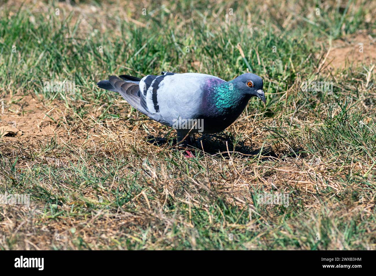 Piccione selvatico nel Parkland vicino a Lac de Christus a Saint-Paul-lès-Dax, Nouvelle-Aquitaine, Francia Foto Stock
