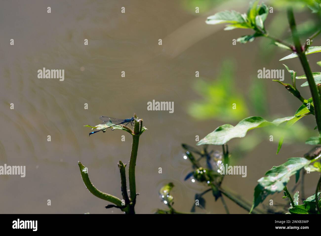 Comune Bluetail Damselfly (Ischnura elegans) su un ramo presso un ruscello, vicino a Courtenay, regione Centro-Val de Loire, Francia Foto Stock