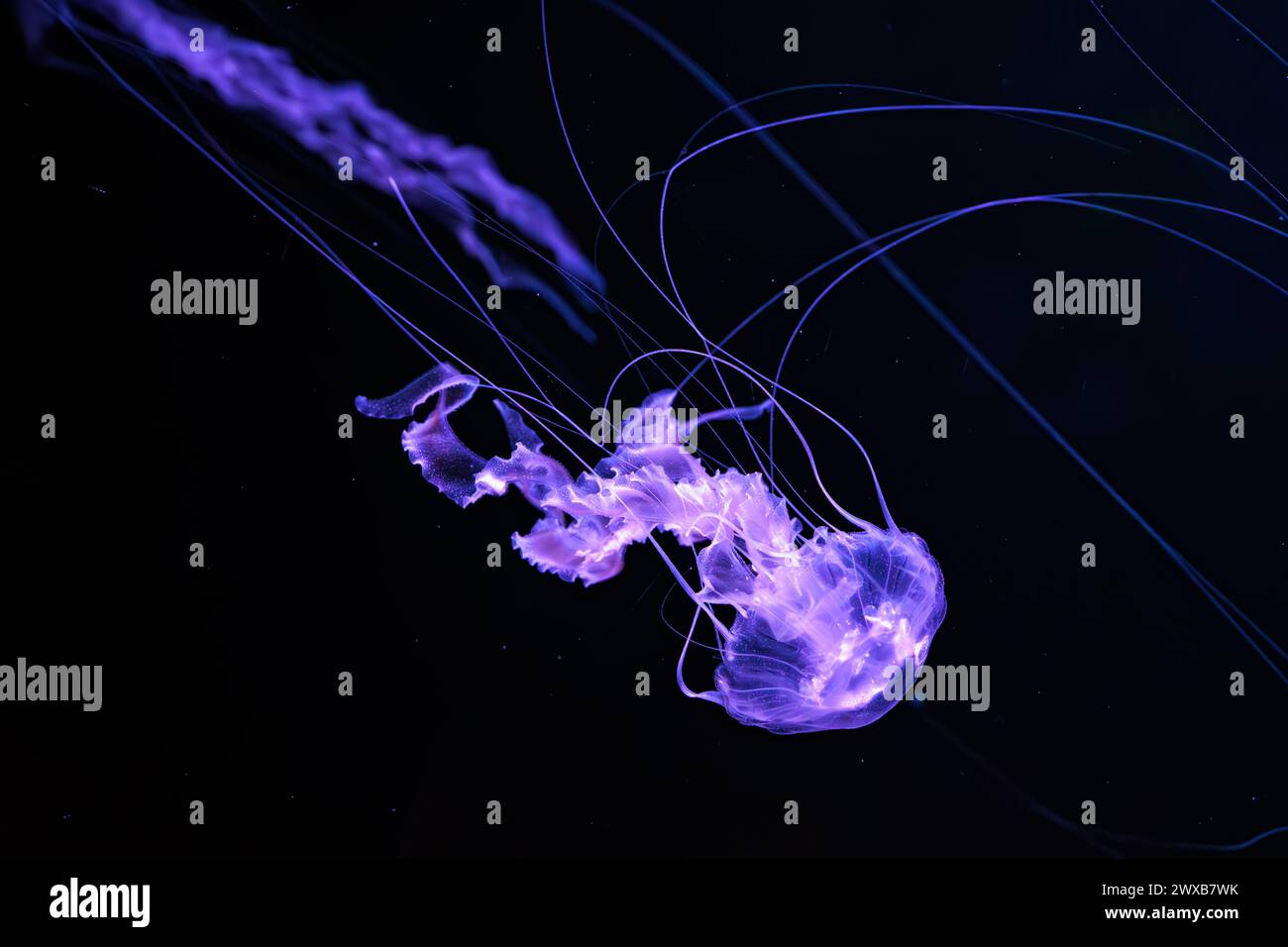 Ortica marina nera, Chrysaora achlyos che nuota nelle acque scure della vasca dell'acquario con luce al neon viola. Organismi acquatici, animali, vita sottomarina, biosubacquei Foto Stock
