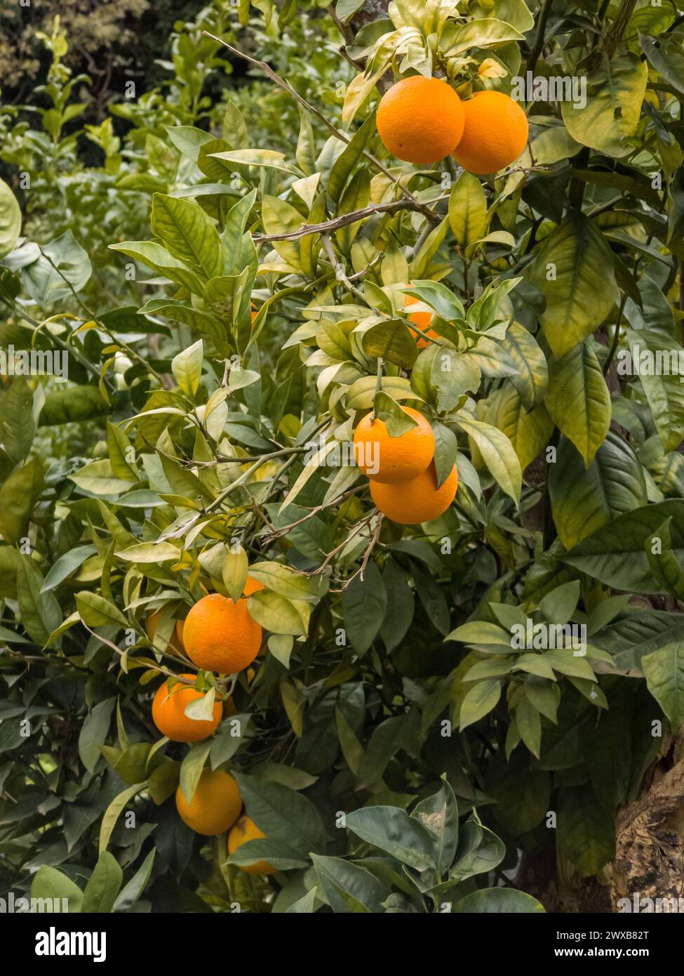 Orangetree con arance al sole e all'ombra Foto Stock