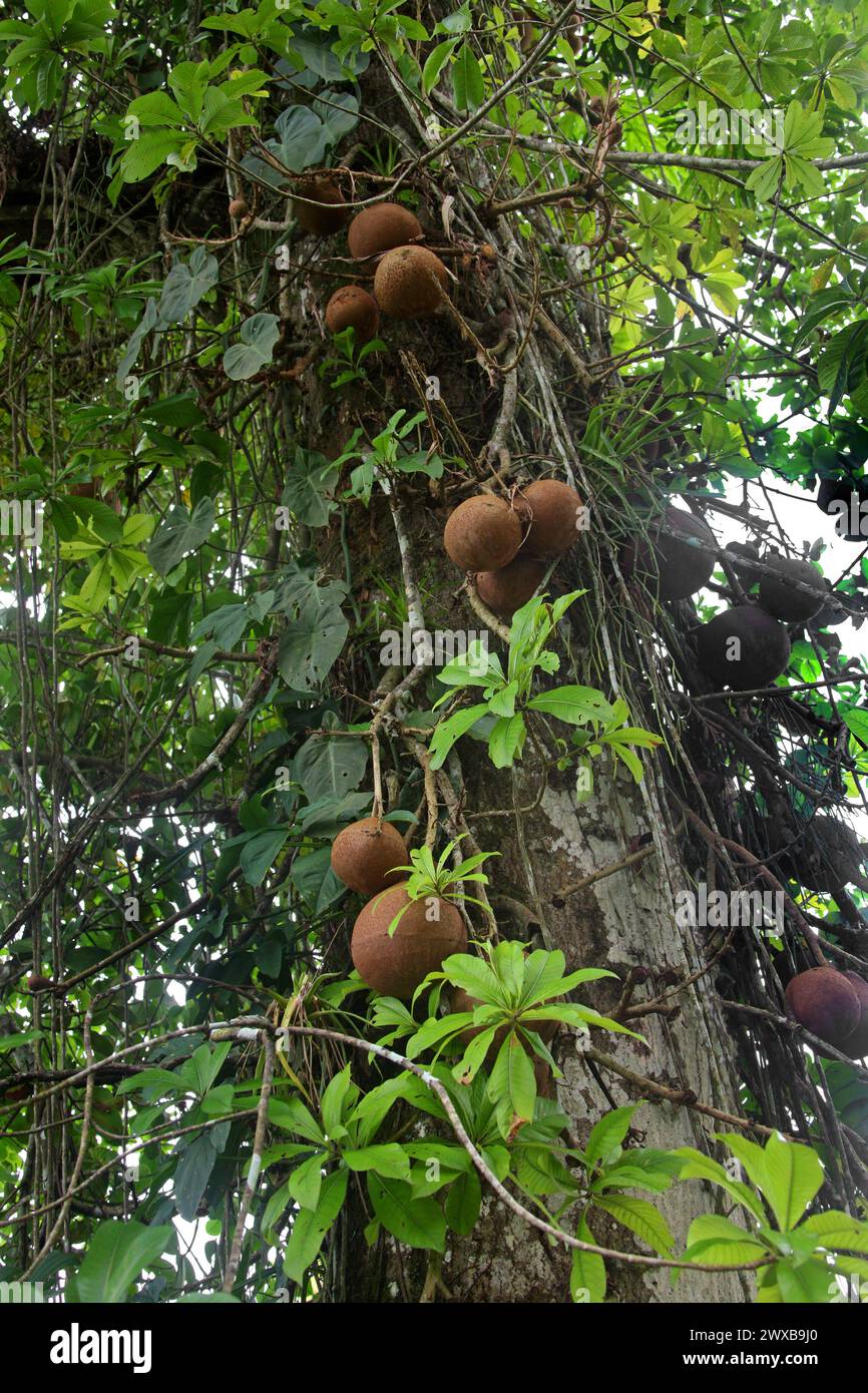 Cannon Ball Tree, Couroupita guianensis, Lecythidaceae. Costa Rica. Foto Stock