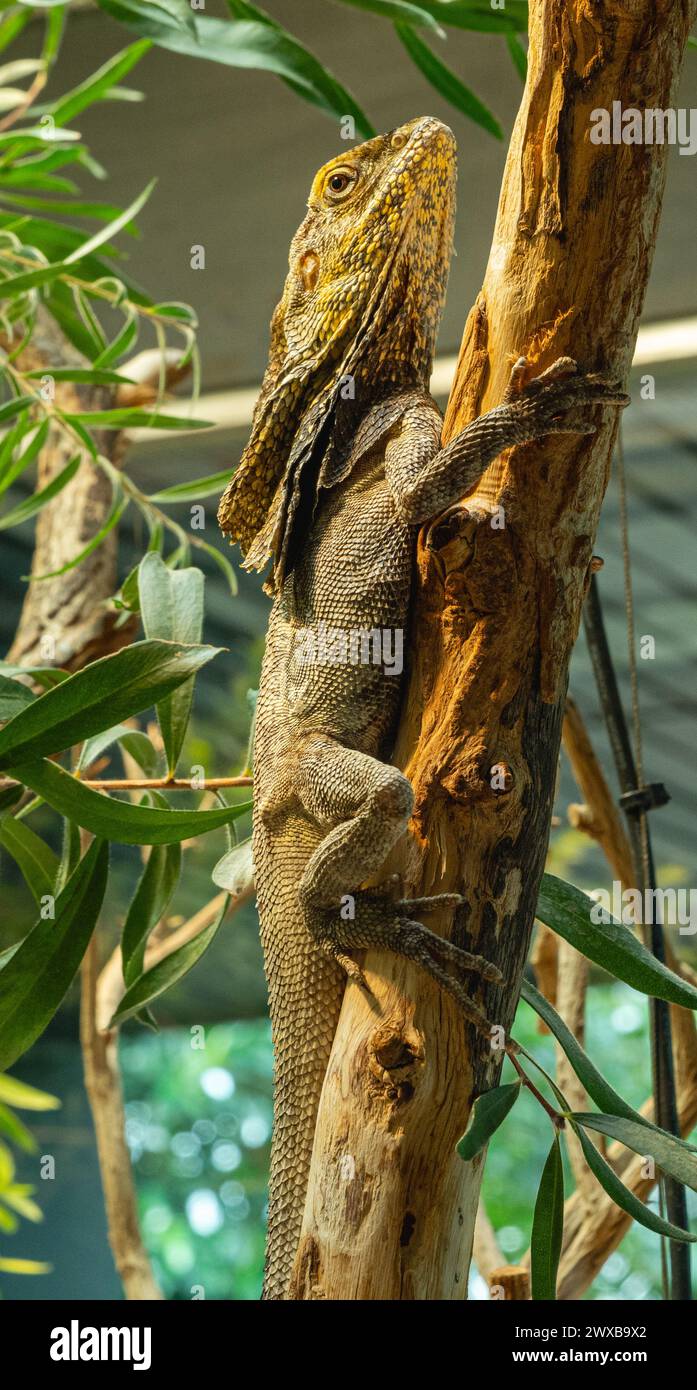 Lucertola del collo frillata (Chlamydosaurus kingii) su un ramo dell'albero. Foto Stock