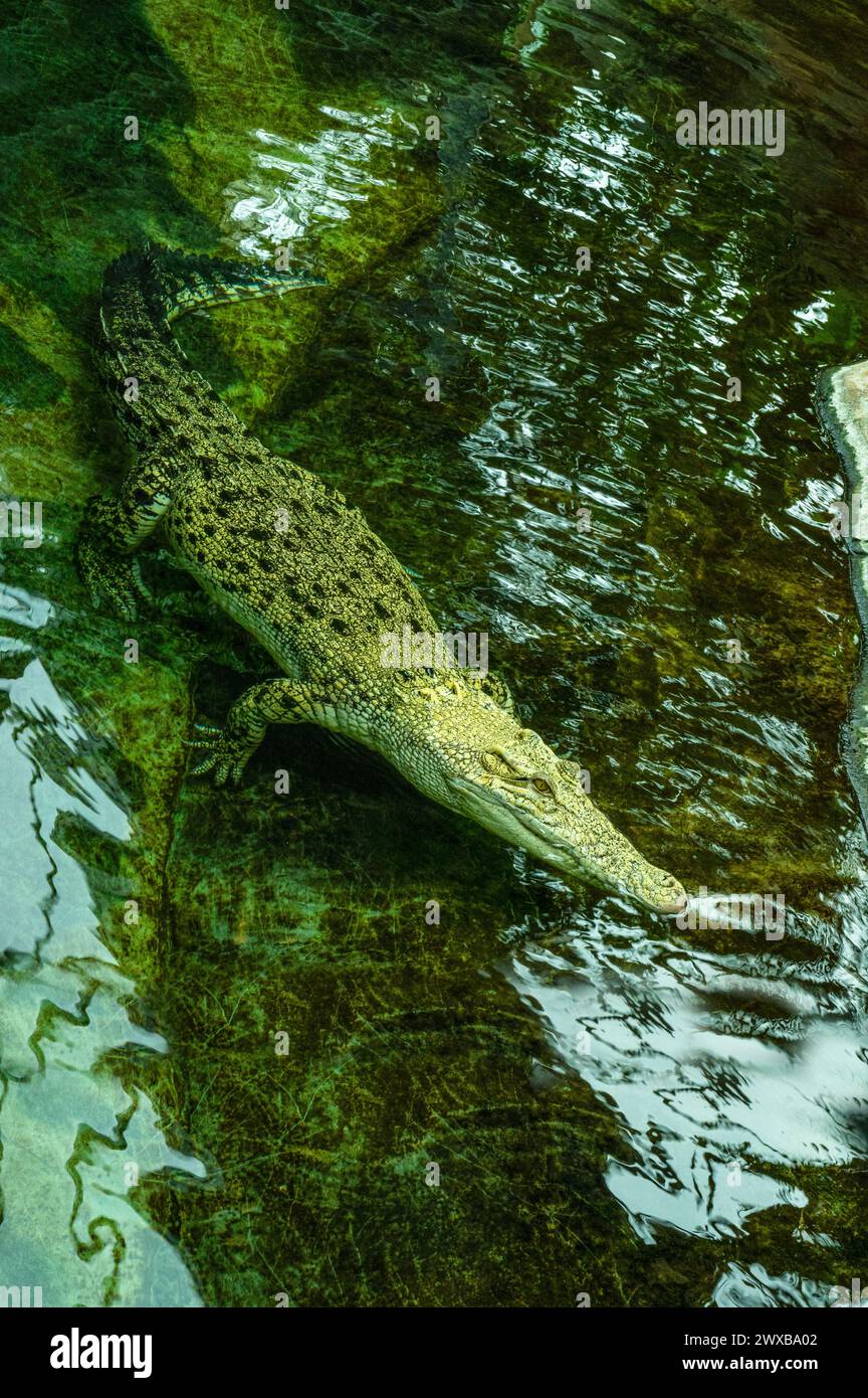 Coccodrillo bianco d'acqua salata, anche (Crocodylus porosus), albino, mossi, ritratto animale, prigioniero, Germania, Europa Foto Stock
