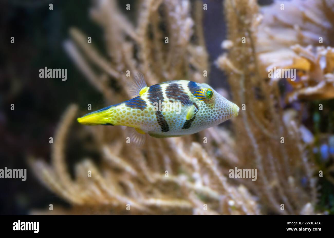 Piumino Sharpnose di Valentinni (Canthigaster valentini, Sattel-Spitzkopfkugelfisch) Foto Stock