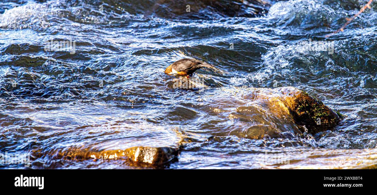 Dundee, Tayside, Scozia, Regno Unito. 29 marzo 2024. Meteo nel Regno Unito: Il caldo sole primaverile vede un uccello Dipper da lontano alla ricerca di cibo lungo la Dighty Burn alla riserva naturale Trottick Mill Ponds a Dundee, Scozia. Crediti: Dundee Photographics/Alamy Live News Foto Stock