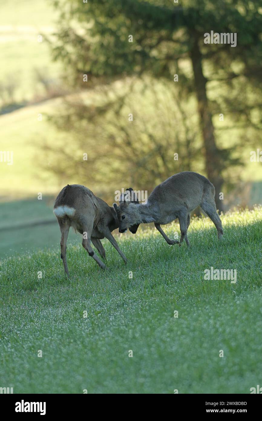 Il capriolo europeo (Capreolus capreolus) si veste di cappotto invernale e corna di animali corti che giocano insieme nel prato di Allgaeu, Baviera, Germania Foto Stock