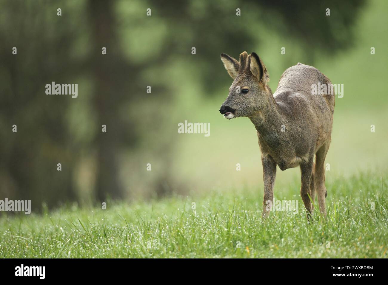 Capriolo europeo (Capreolus capreolus) fazzolito con cappotto invernale e brevi punte basali nel prato, Allgaeu, Baviera, Germania Foto Stock