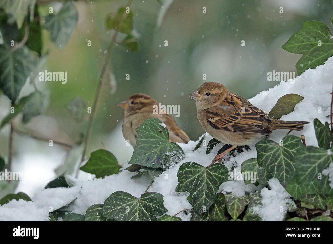 Passero (Passer domesticus), passero, neve, inverno Foto Stock