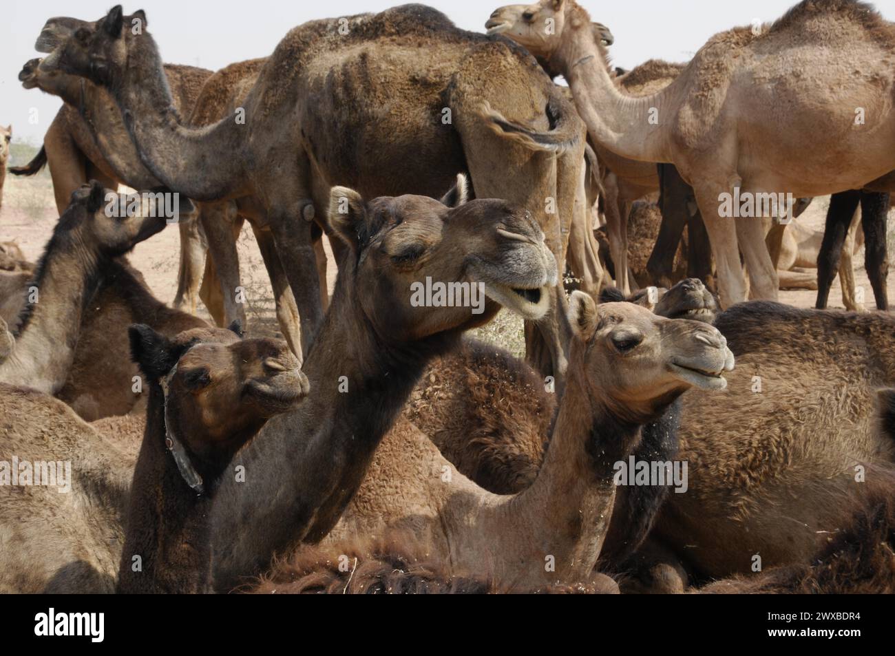 Mercato dei cammelli, fiera, persone, mercato dei matrimoni, animali, Pushkar, città deserta, (Fiera dei cammelli di Pushkar), un gruppo di cammelli sembra comunicare e interagire Foto Stock