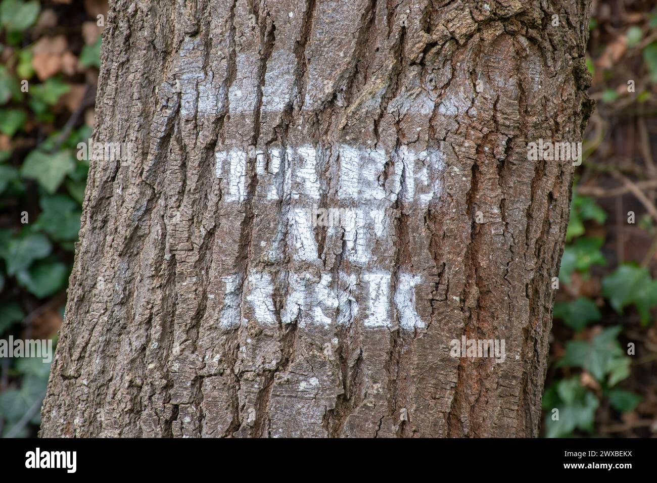 Testo ad albero a rischio stampato su un albero a causa di essere abbattuto, proteggere gli alberi, attivismo ambientale Foto Stock