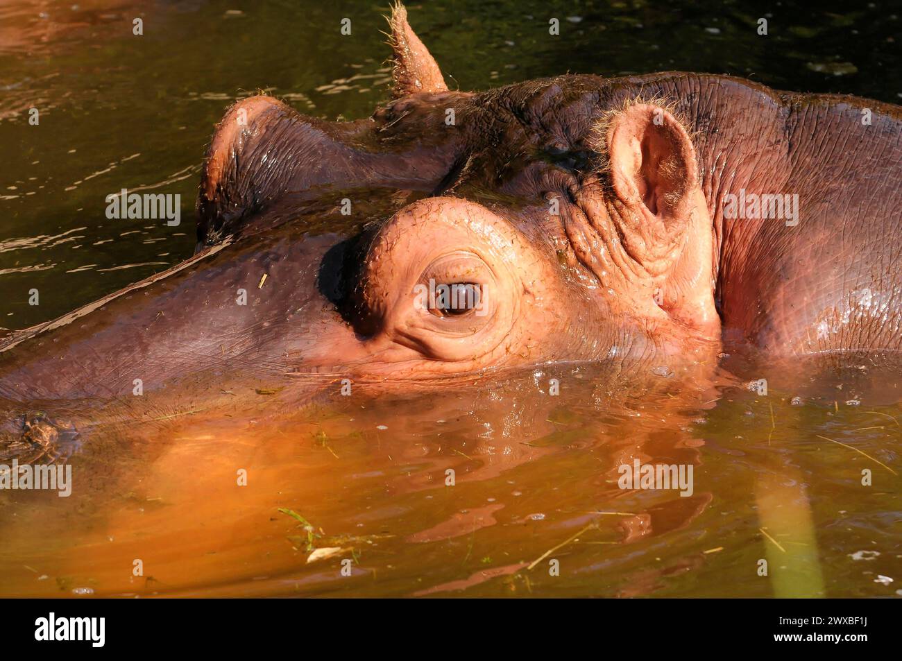 Un ippopotamo parzialmente sommerso (Hippopotamus amphibius), prigioniero, che nuota in acqua di colore arancione, Stoccarda, Germania Foto Stock