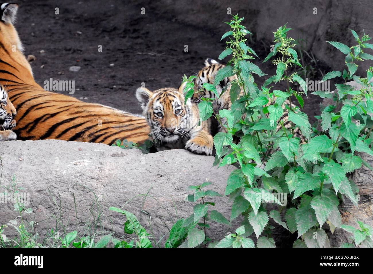 Tigre di Sumatra (Panthera tigris sumatrae), femmina con cuccioli, prigioniera, Una giovane tigre curiosa osserva i suoi dintorni da una roccia, Lipsia, Germania Foto Stock