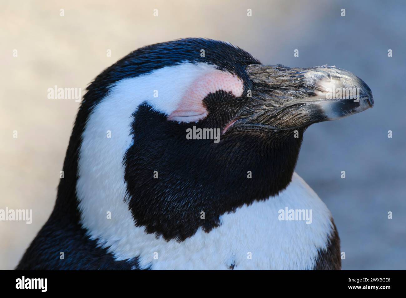 Pinguino africano (Spheniscus demersus) a occhio chiuso, ritratto, occorrenza Sud Africa, prigioniero, Renania settentrionale-Vestfalia, Germania Foto Stock