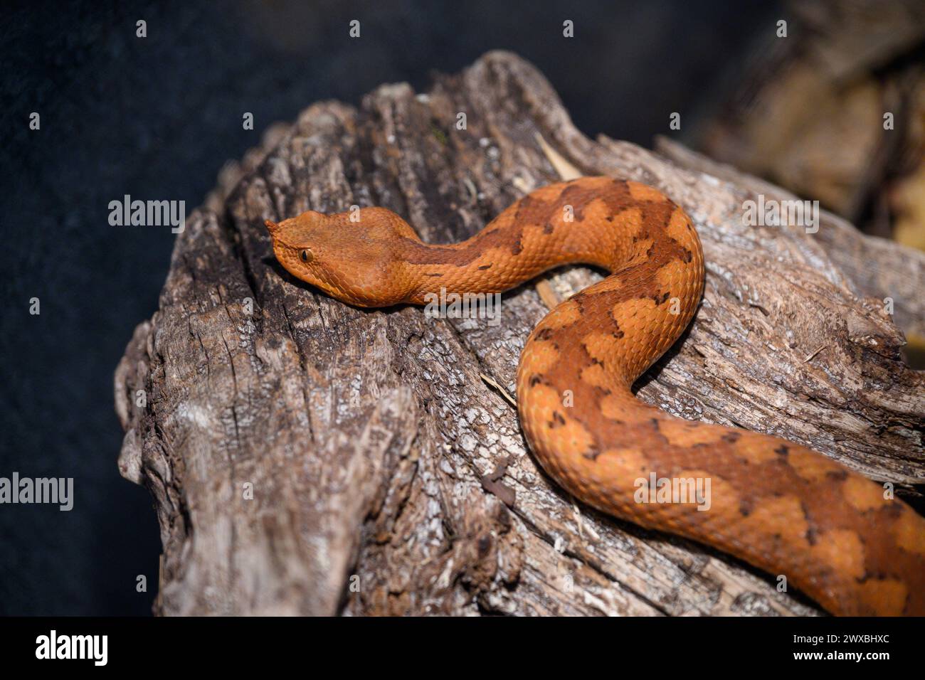 Zagabria, Croazia. 29 marzo 2024. la vipera corna (Vipera ammodytes) è vista alla mostra di serpenti e pappagalli al Family Mall il 29 marzo 2024 a Zagabria, Croazia. Foto: Davor Puklavec/PIXSELL credito: Pixsell/Alamy Live News Foto Stock